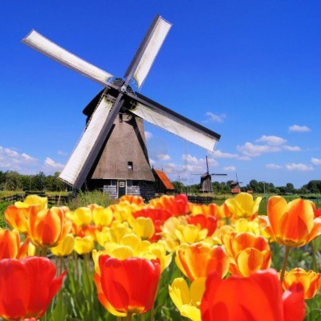 14615182-traditional-dutch-windmills-with-vibrant-tulips-in-the-foreground-the-netherlands.jpg