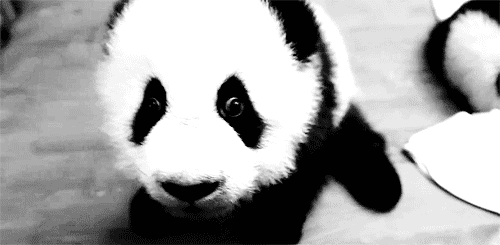 Baby-panda-saying-hello.gif