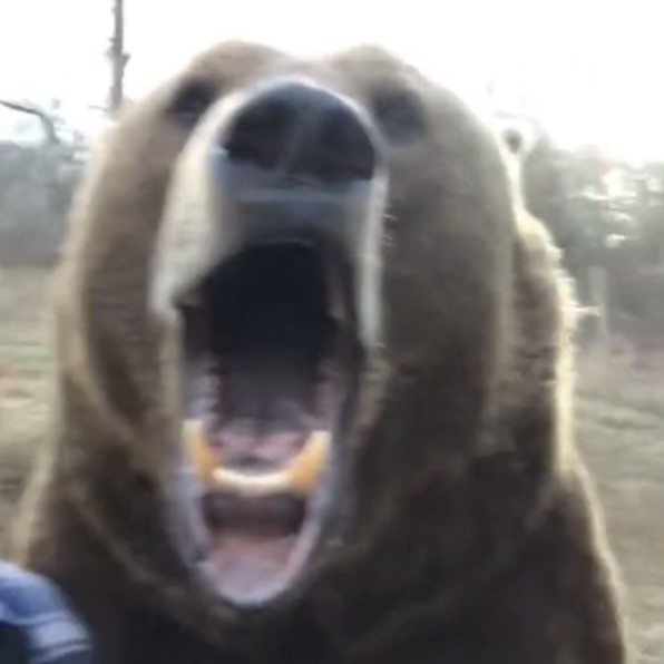 bear.jpg