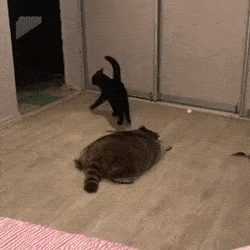 Bestanimals.gif