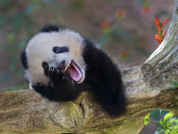 cute-animals-laughing-panda-bear.jpg