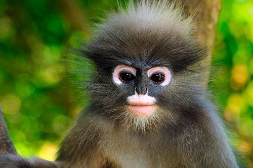 Dusky-Leaf-Monkey.jpg