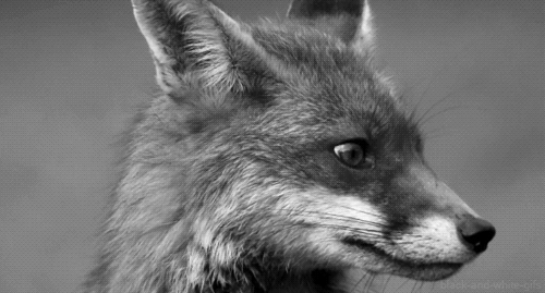 foxturn.gif