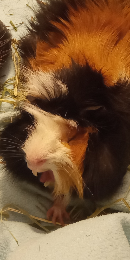 guinea pig yawn.png