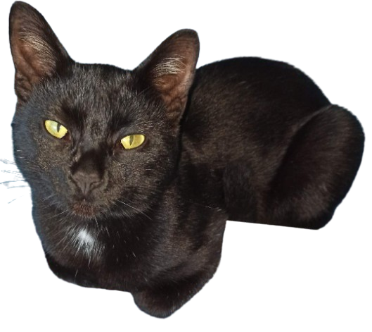 image-removebg-preview (9).png