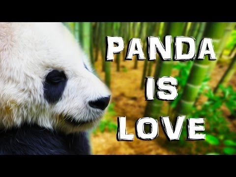 img_610_panda-is-love-panda-is-life-reading-your-comments-31.jpg