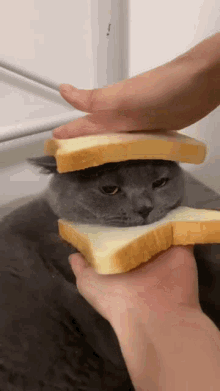 loaf-of-cat.gif