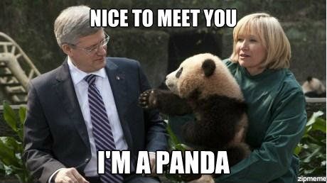 nice-to-meet-you-im-a-panda.jpg