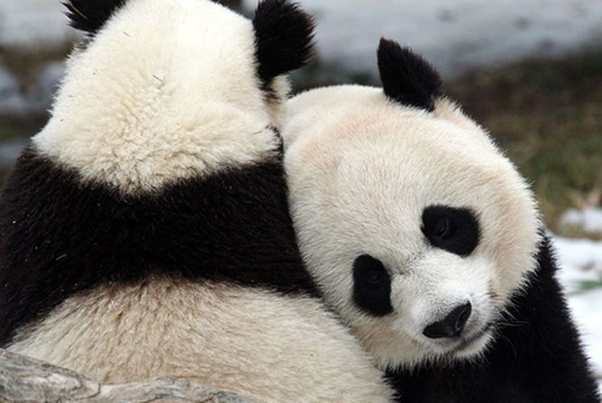 Panda-hug.jpg