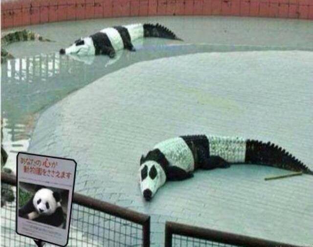 panda.jpg