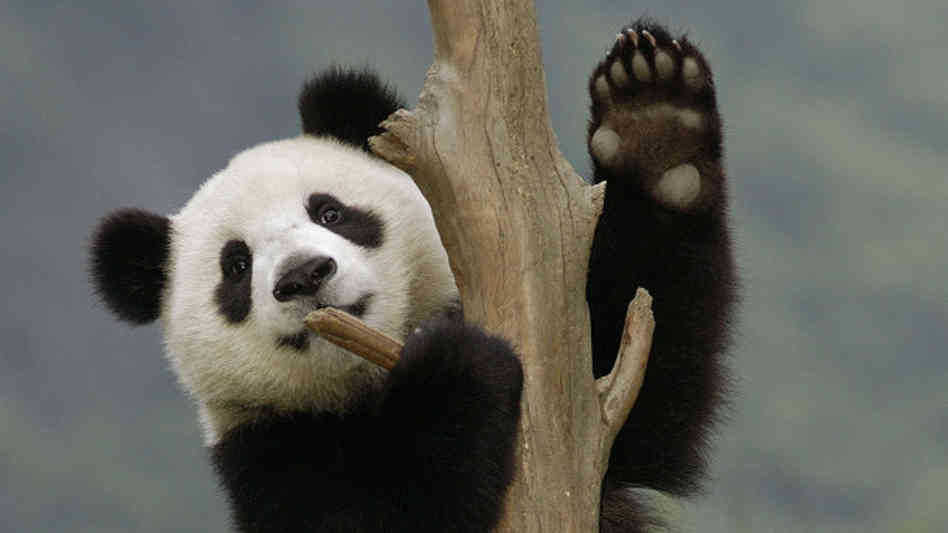 panda-paws.jpg