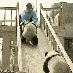 Pandas-play-slide-flip.gif?