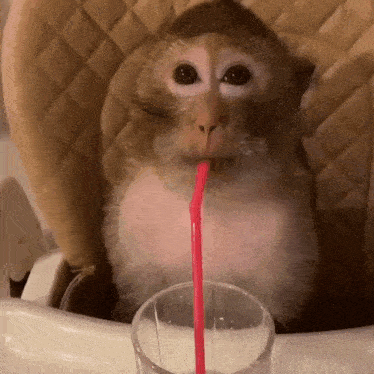 premium-monkey-by-hero-911-glass-monkey.gif