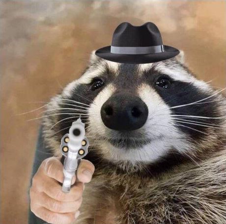 Racoooooooon 2.0.JPG