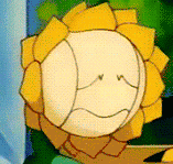 sunflora-sunflower.png
