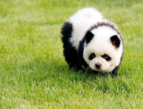 The-Panda-Dog-Is-the-Newest-Rage-in-China.jpg