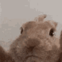 vibe-rabbit.gif