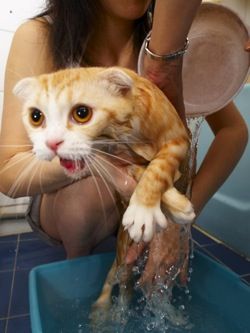 wetcat.jpg