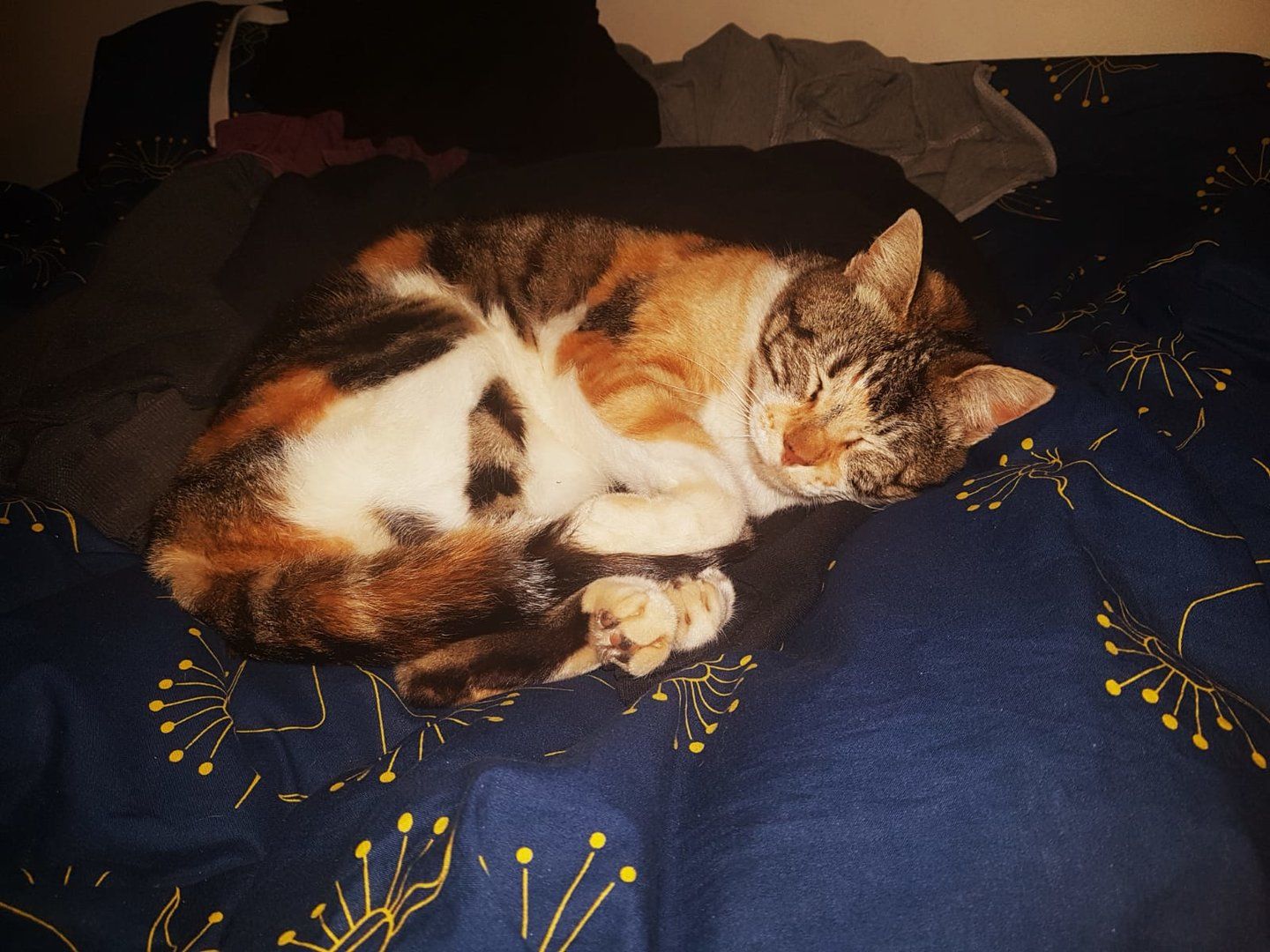 WhatsApp Image 2019-01-13 at 20.31.36.jpeg