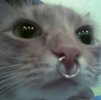 cat_nosering.jpg