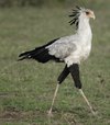 Secretarybird.jpg