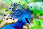 Victoria Crowned Pigeon.jpg