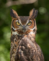 G horned owl.jpg