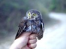 Pygmy owl.jpg