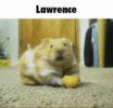 Lawrence real.png
