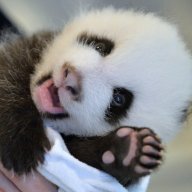Bamboo-Panda