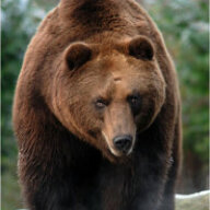 Grizzly Bear