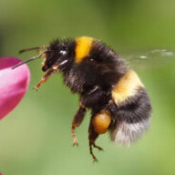 bamblebee