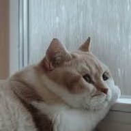 Ｍ•Ｘ | ƊιαмιxƖ