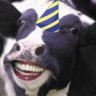 PartyCow