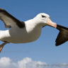 Albatross|Acrobatic Panda