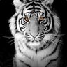 The_Legendary_Tiger