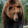 Grizzly Bear