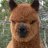 alphaalpaca19