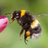 bamblebee