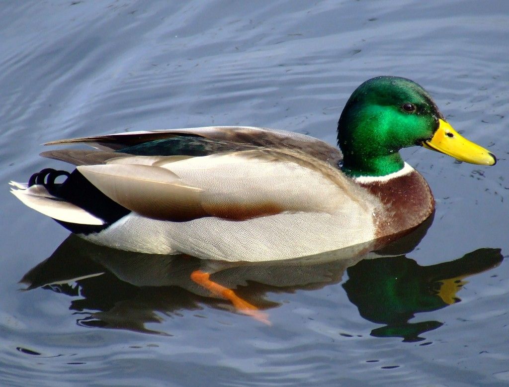duck-1024x778.jpg