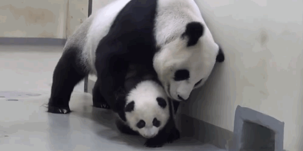 landscape-1451583669-panda-mom-bed.gif