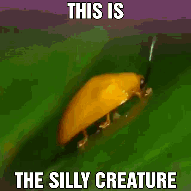silly-creature-this-is-a-silly-creature.gif