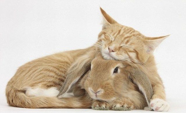 cute-cat-and-bunny.jpg