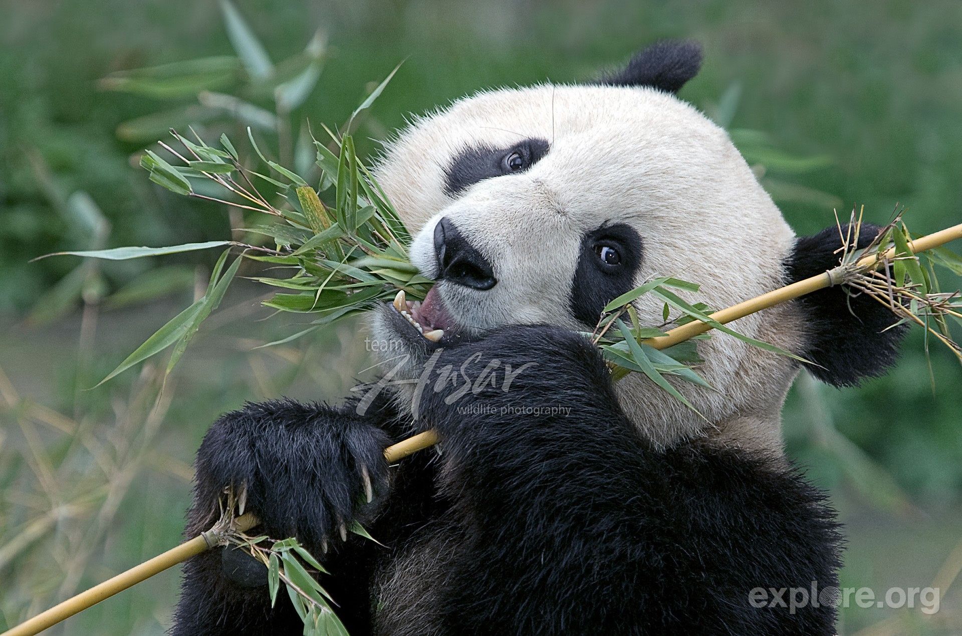 Панды едят мясо. Панда жует бамбук. Панда на бамбуке. Большая Панда. Питание панды.