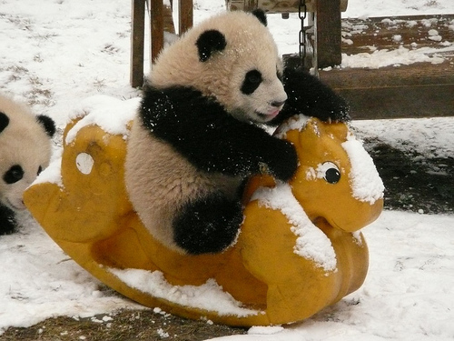 Cute-Panda-beautiful-pictures-33434825-500-375.jpg