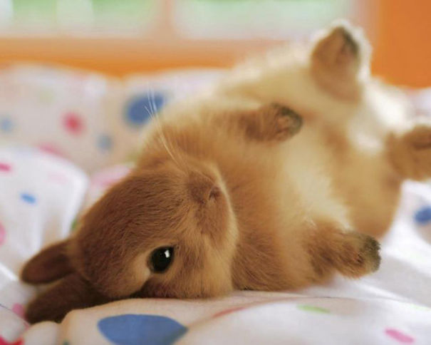 cute-bunnies-25__605.jpg