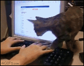 funny-gif-cat-computer-keyboard.gif