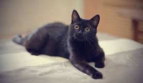 8 Fascinating Facts About Black Cats, Because They're Not Spooky ...
