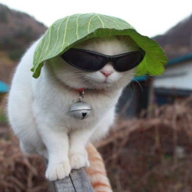 A cat in a lettuce hat : r/pics
