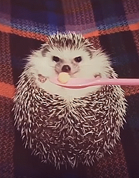 Baby hedgehog becomes happy in 2020 | Baby hedgehog, Cute animals, Hedgehog